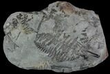 Pennsylvanian Fossil Fern (Lygenopteris) Plate - Alabama #111200-1